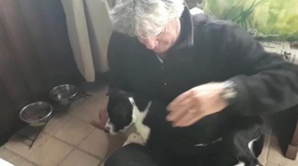 canemalato 625x350 - Palermo, adopta a un cachorro de la perrera pero descubre que se está muriendo: estalla la polémica