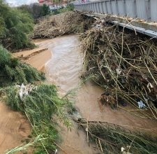 Bad weather, Confagricoltura Sicily: “Activate a state of disaster”