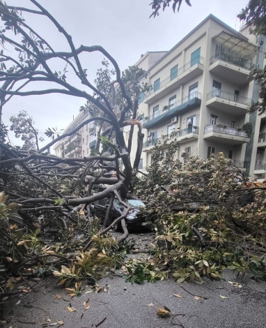 palermo, el mal tiempo causa daños: se derrumbó un árbol