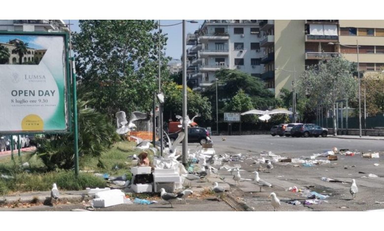 Palermo, Fish Remains after the Market: Dozens of Seagulls Swarm Viale Campania