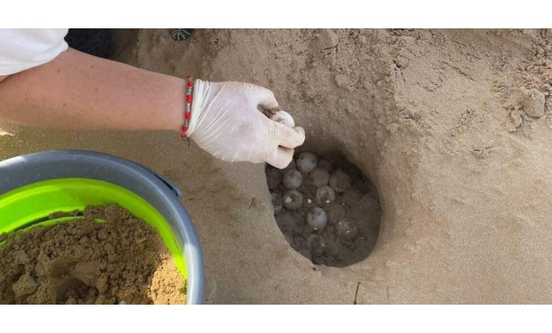 The loggerhead sea turtle returns to nest at Marina di Modica: "Over 400 eggs discovered"