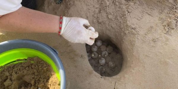 The loggerhead sea turtle returns to nest at Marina di Modica: "Over 400 eggs discovered"