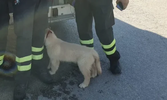 Agrigento, dimentica un cucciolo di cane in auto: i vigili del fuoco lo salvano dal sole cocente