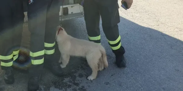 Agrigento, dimentica un cucciolo di cane in auto: i vigili del fuoco lo salvano dal sole cocente