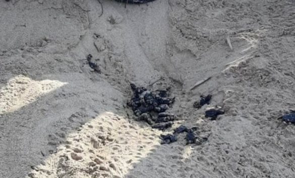 A Licata emergono da sotto la sabbia oltre sessanta tartarughine appena nate