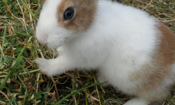 Mistero a Castelvetrano, una decina di conigli morti abbandonati in strada