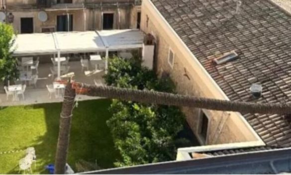 Taormina, una palma si spezza e crolla sul tetto della Casa del Cinema