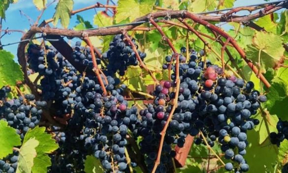 Trapani, la giunta comunale chiede aiuti per i viticoltori