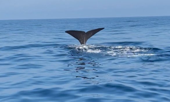 Una balena avvistata al largo di Punta Secca, la scoperta di due pescatori - VIDEO