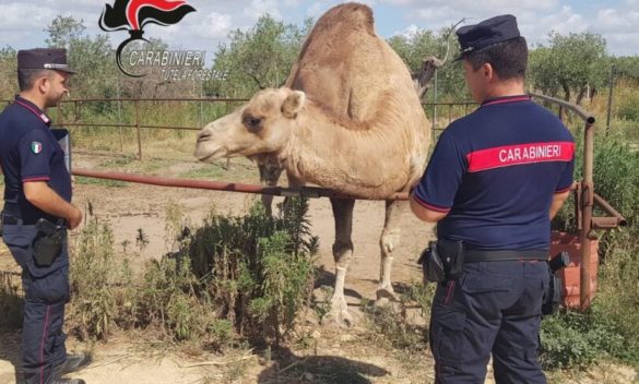 Castelvetrano, sequestrati animali al parco-fattoria Carimi: «Detenuti senza autorizzazione»