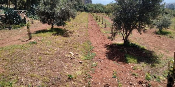 Palermo, quindicenne bloccato mentre appicca un incendio nel parco della Favorita