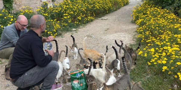 Allarme per una colonia di 200 gatti a Marettimo, il Comune annuncia sterilizzazioni e un ambulatorio veterinario sull'isola