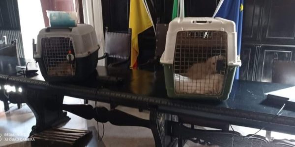 Carini, i volontari portano i cani randagi in Comune: denunciati