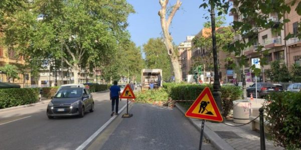 Palermo, platani a rischio crollo in via Libertà: rimosso il primo dei 5 alberi