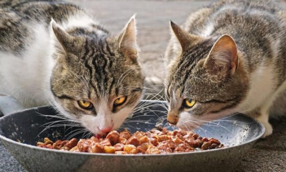 «Troppi gatti investiti dalle auto», il comitato di Monreale segnala agli animalisti