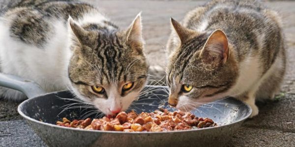 «Troppi gatti investiti dalle auto», il comitato di Monreale segnala agli animalisti