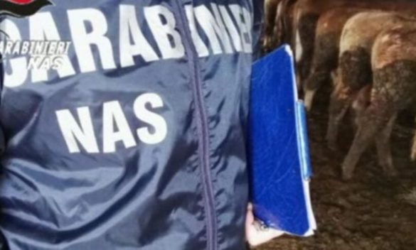 Capi di bestiame senza controlli e farmaci veterinari venduti sottobanco: sequestri nel Catanese