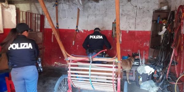 Catania, sotto sequestro sette stalle clandestine e dodici cavalli nel rione San Cristoforo