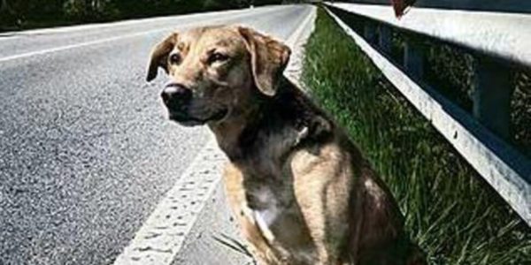 Comune di Gela, i cittadini che adottano un cane avranno uno sgravio sulla Tari