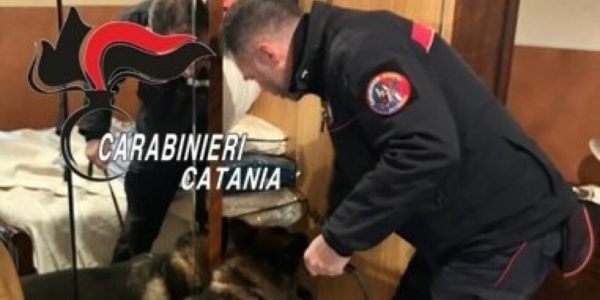 Biancavilla, i carabinieri trovano la marijuana in un mobile della cucina grazie al fiuto del cane King