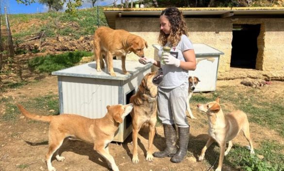 Santa Margherita Belice, nuove aree per l’Oasi Ohana: ospiterà altri diciotto cani