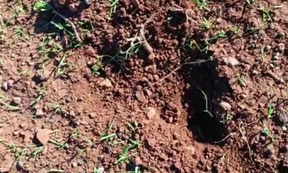 Ustica, agricoltura in pericolo: colombacci e conigli mangiano i semi e i raccolti