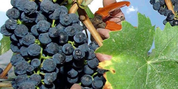 Viticoltori in crisi per calo produzione, sit in a Marsala