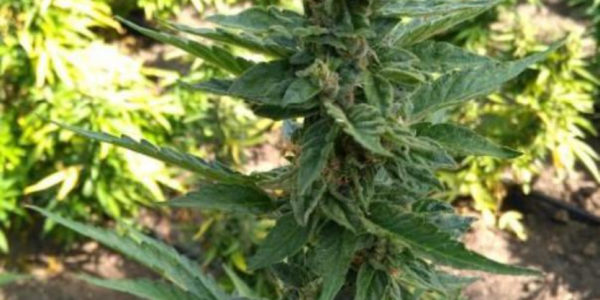 In casa aveva dodici chili di marijuana, arrestato a Palermo