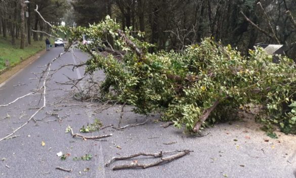 Raffiche di vento record, danni anche a Erice: crollano alberi, tettoie, muri e pali della luce