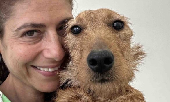 Il cane preso a picconate a Palermo: Honey è stato dimesso e cerca una nuova casa