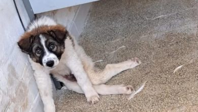 Strage di cani in Sicilia, casi da Valderice a Comiso: gli animalisti mettono delle taglie