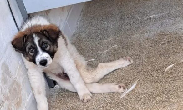 Strage di cani in Sicilia, casi da Valderice a Comiso: gli animalisti mettono delle taglie