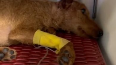 Il cane trovato agonizzante tra i rifiuti a Palermo, si riaccende la speranza: «Honey è sveglio e sembra vigile»