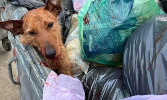 Orrore a Palermo, a Cruillas un cane agonizzante trovato tra i rifiuti: «Potrebbero avergli sparato»