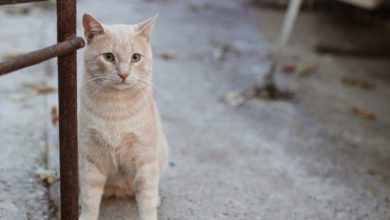 Palermo, autista dell'Amat fa da scudo e protegge un gatto investito in via Libertà