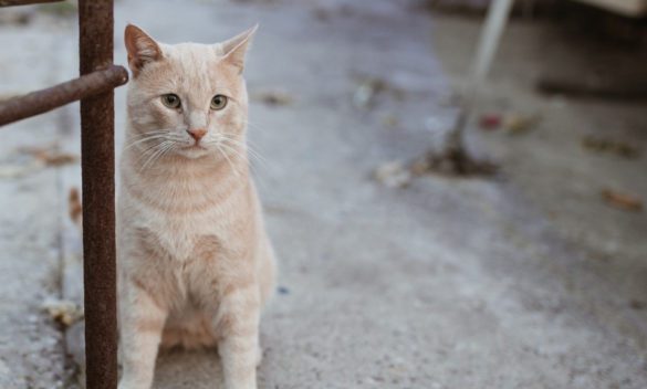 Palermo, autista dell'Amat fa da scudo e protegge un gatto investito in via Libertà