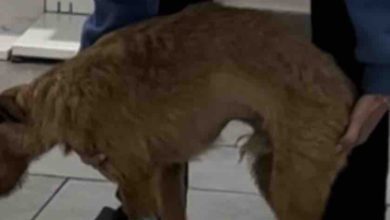 Il cane ferito a picconate a Palermo è fuori pericolo: «Honey sta in piedi, è in netta ripresa»
