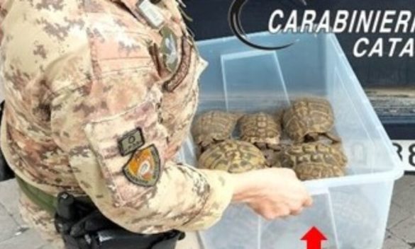 Giarre, in casa sette chili di droga e tartarughe protette: arrestato