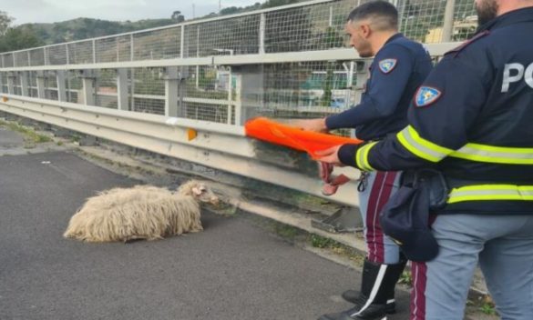 Due agnellini entrano in autostrada, salvati dalla polizia di Giardini Naxos