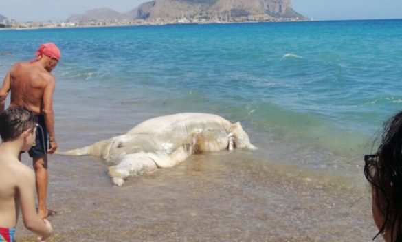 Palermo, un vitello morto sulla spiaggia di Romagnolo: lo stupore dei bagnanti