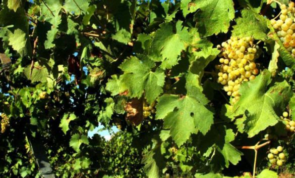 Caltabellotta, bruciata coltivazione di vite con un diserbante