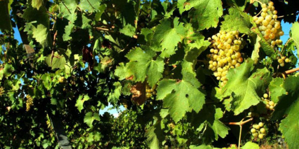 Caltabellotta, bruciata coltivazione di vite con un diserbante