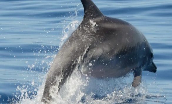 Eolie, a nuoto sulla rotta dei delfini per salvaguardare il mare