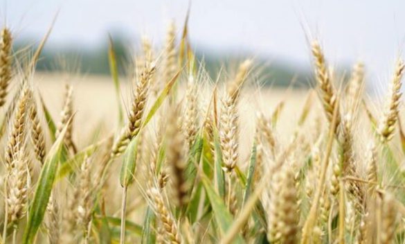 Né grano né foraggio nelle Madonie, le mietitrebbie resteranno ferme