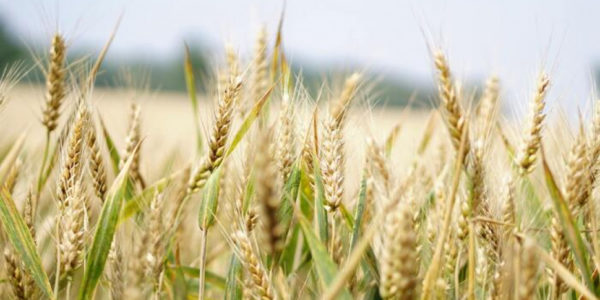 Né grano né foraggio nelle Madonie, le mietitrebbie resteranno ferme