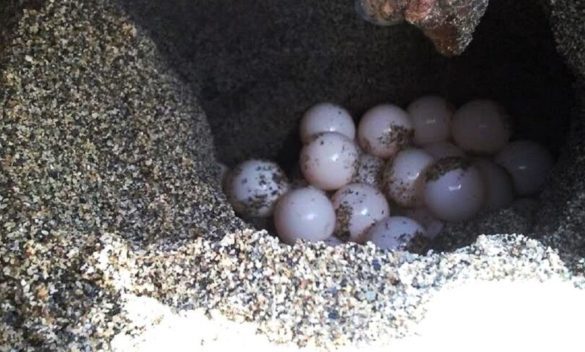 Sorpresa a Palermo, la tartaruga Caretta caretta nidifica sulla spiaggia di Mondello