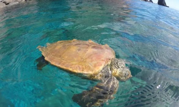 Santa Flavia, soccorsa una tartaruga caretta caretta: era rimasta ferita dopo lo scontro con un natante