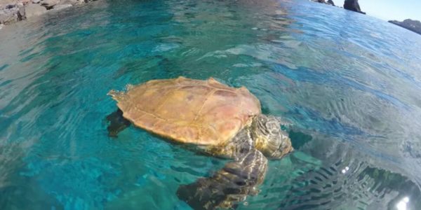 Santa Flavia, soccorsa una tartaruga caretta caretta: era rimasta ferita dopo lo scontro con un natante