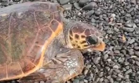 Su una spiaggia di Lipari arriva la tartaruga marina per nidificare, ma c’è troppa gente e torna in acqua