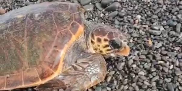 Su una spiaggia di Lipari arriva la tartaruga marina per nidificare, ma c’è troppa gente e torna in acqua